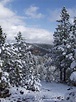 Black Hills Christmas