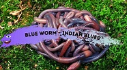 Blue Worm (Perionyx Excavatus) - All The Facts You Need to Know