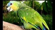 Loro alinaranja (Amazona amazonica)- Aves Exóticas