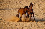 I cavalli selvaggi della Namibia sono in estinzione, ma il governo sta ...