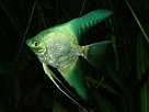 Green Longfin Angelfish in 2021 | Angel fish, Angel fish tank, Tropical ...