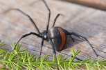 +10 Tipos de Arañas VENENOSAS (Con Fotos) - Las Más Peligrosas del ...