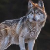 El lobo mexicano, ¿podrá volver a existir en su hábitat natural?