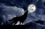 Wolf howling at the full moon - Nocturnal Lives