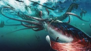 What Did It Take To Find The Giant Squid? | WBUR News