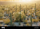 SAGURO Kaktus (Cereus Giganteus). Chihuahua-Wüste. Mexiko Stockfoto ...