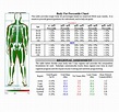 FREE 7+ Sample Body Fat Percentage Chart Templates in PDF | MS Word