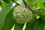Annona: nutrition facts and health benefits - Nutrition and Innovation