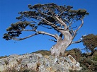 Trovato in Italia l’albero più vecchio d’Europa: si chiama Italus e ha ...