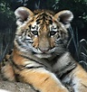 Bengal Tiger Cub Im the baby Photograph by Scott Bennett