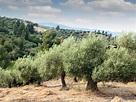 Sandstone | The Versatile, Longevity Giving Olive Tree