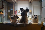Begegnungsstätte Mensch-Hund e.V. – Tierheimsponsoring
