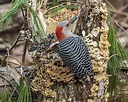 Unveiling the Woodpecker’s Breeding Season Secrets - Birds Of The Wild
