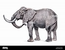 Ilustración del elefante africano. Dibujo a Lápiz hechas a mano ...