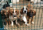 70 perros aguardan un hogar en la perrera comarcal de Valdeorras y el ...
