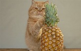 Can Cats Eat Pineapple [2024 ]