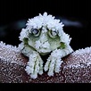 The Alaskan Tree frog freezes solid in the winter, stopping it's heart ...