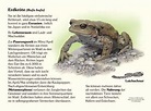 Erdkröte | Amphibien und Reptilien | Lehrtafeln | Natur im Bild ...