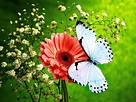 Butterfly And Flower Wallpapers - Wallpaper Cave