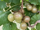 Muscadine Grapes – Herndon Hills Farm