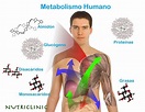 Metabolismo o cómo convertimos lo que comemos en energía.