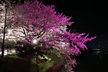 IMG_4487 | 舞鶴公園。夜桜ライトアップ開始。（2014/3/27撮影） | Parkingline (^o^) | Flickr