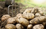 Why are Potatoes Called "Spuds"?