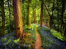 Forest Wildflowers wallpaper | nature and landscape | Wallpaper Better
