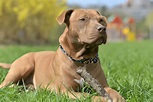 Red Nose Pitbull: Dog Breed Information and Owner’s Guide - Perfect Dog ...