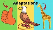 What are adaptations? Adaptations in Biology Examples - YouTube
