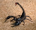 All About Animal Wildlife: Black Scorpion Facts and Photos-Images 2012