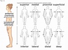 Orientation and Directional Terms (Anatomy) Diagram | Quizlet