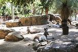 See unusual animals at the Taronga Zoo in Sydney, Australia