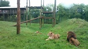 South Lakes Wild Animal Park - YouTube