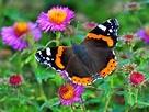 Die häufigsten Schmetterlingsarten in unseren Gärten - nachgeharkt
