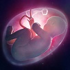 Collection 100+ Pictures Stages Of A Baby In The Womb Pictures Stunning ...