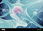 Las neuronas del sistema nervioso. Las células nerviosas ilustración 3d ...