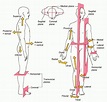 Body Planes and Anatomical Directions Pt. 2 Diagram | Quizlet