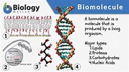 Biomolecule - Definition and Examples - Biology Online Dictionary