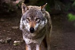 Steppenwolf, neue Spezies in Guanacaste - Spirit of nature