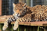 South Lakes Safari Zoo | Days out in Cumbria | Wildlife Park