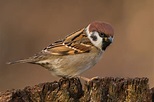 Feldsperling Foto & Bild | natur, vogel, sperlinge Bilder auf fotocommunity