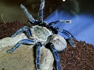 Facts about Cobalt Blue Tarantula Care - Some Interesting Facts