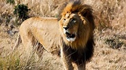 Vida Selvagem na África do Sul ! Documentário Animal Dublado 2020 com ...