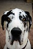 White Great Dane Dog Breed Information - PetTime