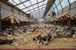 Farms of the future: the chicken farm run by a vegetarian - Positive ...
