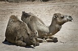 Bioparc, Dromedario (Camelus Dromedarius) Imagen & Foto | animales ...