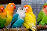 25 Affectionate Love Birds Pictures