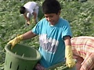 America Now: Children of the Harvest - Video on NBCNews.com