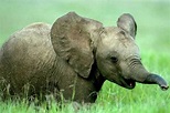 Los 10 animales en peligro de extinción según la WWF - VeoVerde | Nueva ...